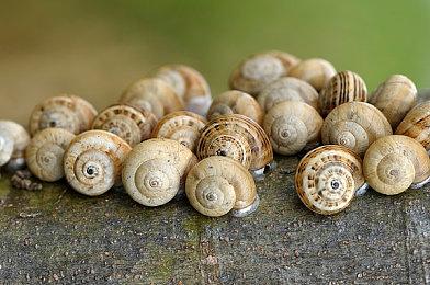 V社遗忘之作《看火人》团队《众神谷》新发售日2029年?